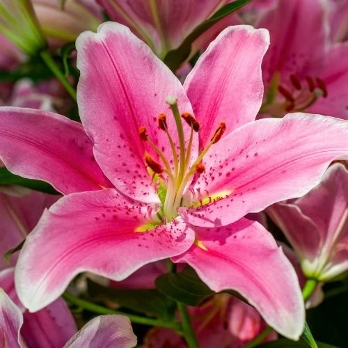Mùi hoa Lily